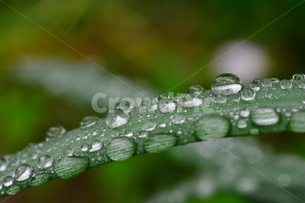 이슬,물방울,풀잎이슬,투명,빗방울,봄비,dew,water,맺히다,방울방울,plant,green,초록,싱그러운,신선한,맑은,아침이슬,해맑은,빗물,초본,영롱한,접사,마크로,클로즈업,fresh,clean,clear,natural,자연,식물,자연,plants,nature