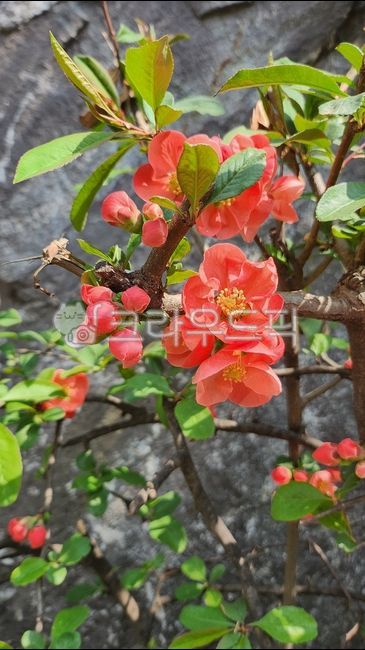 flower,petal,꽃,꽃잎,연다홍,명자꽃