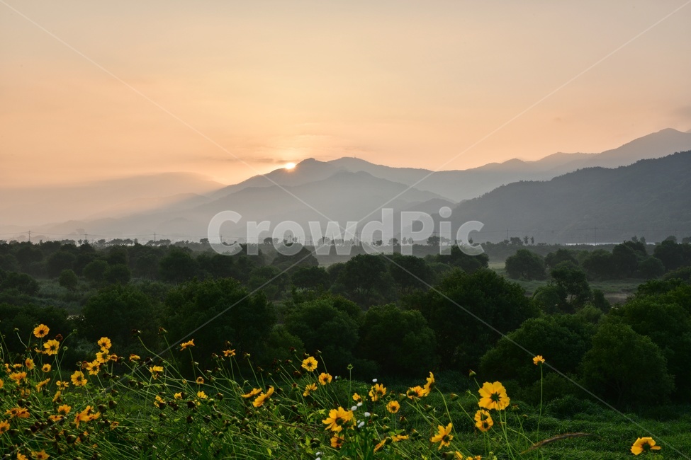 전남,곡성,침실습지,섬진강,섬진강일출,여명,해돋이,물안개,금계국,섬진강금계국,nature,자연,outdoors,옥외,grassland,목초지,들,field,자연,풍경,nature,landscape