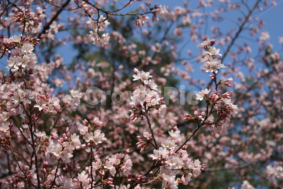 벚꽃,꽃,꽃놀이,봄,나들이,봄,계절,spring,season,plant,식물,blossom,flower