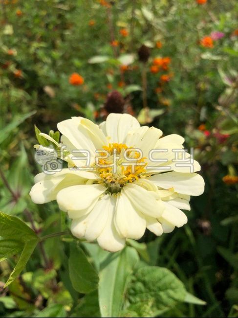 white flower,crapemyrtle,zinnia,flower,wildflowers,confession,Chrysanthemum,happiness,plant,fall flowers,wild flowers,summer flowers
