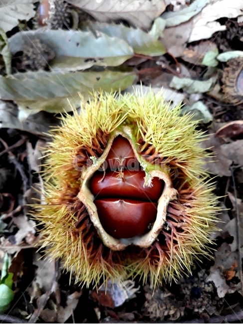 밤,밤송이,자연,낙엽,가시,과일,열매,fruit