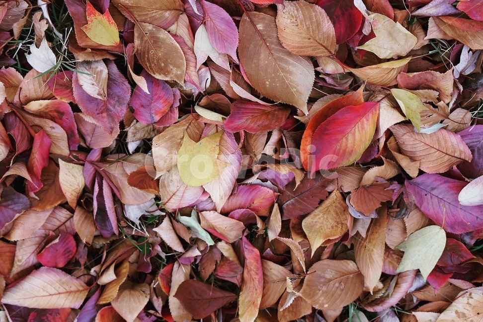 leaf,잎,plant,식물,가을,가을,계절,fall,autumn,season,식물,자연,plants,nature