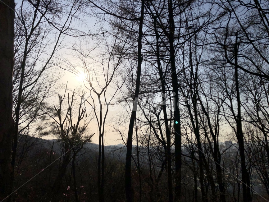 nature,자연,light,빛,나무