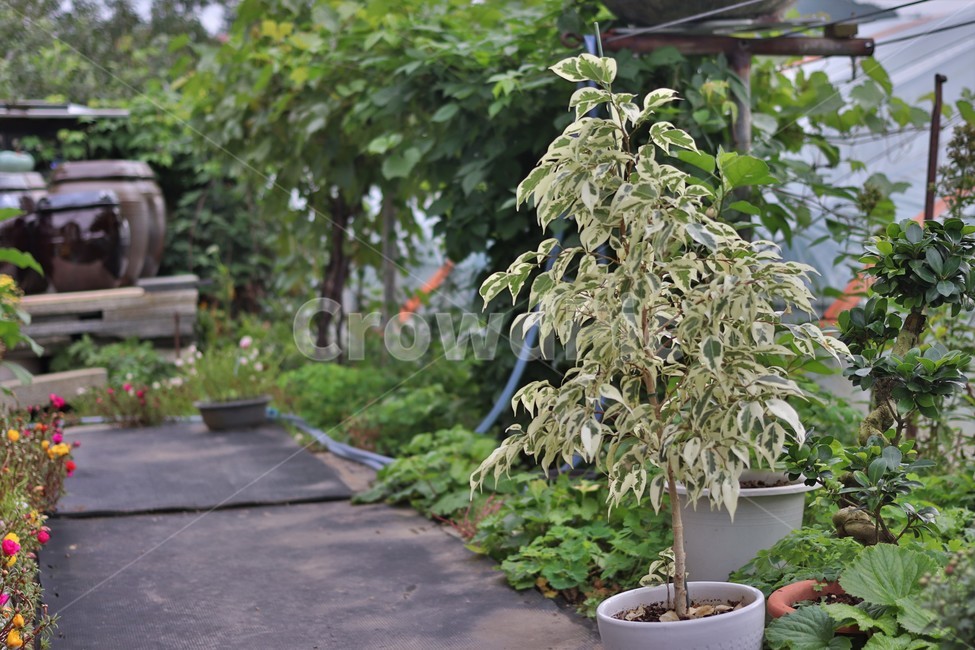 outdoors,옥외,garden,풀,화분,장독대,시골,풍경,자연,nature,자연경관,korea,풀밭,아름다움,색채,색감,pottery