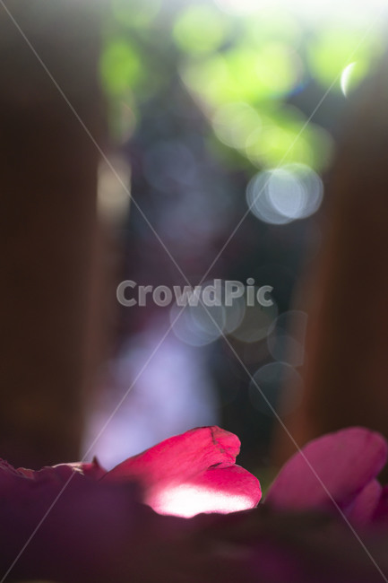 제주,제주도,jeju,동백,동백꽃,겨울꽃,꽃,잎,꽃잎,flower,leaf,자연