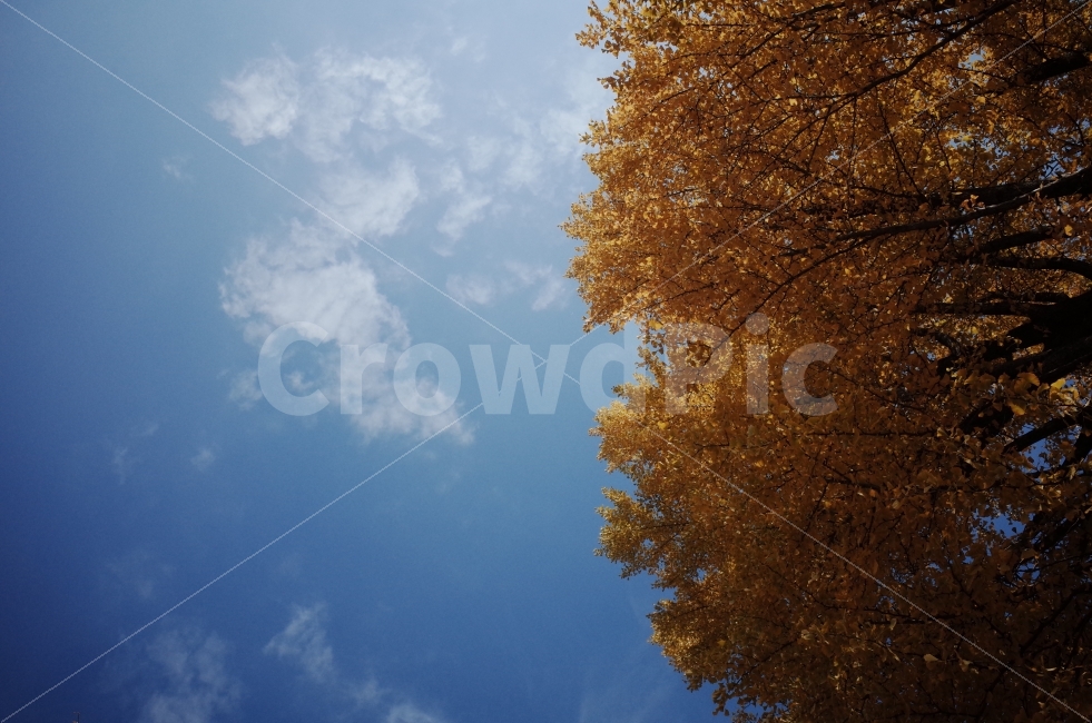 은행나무,가을,하늘,은행잎,감성,가을,계절,fall,autumn,season,자연,풍경,nature,landscape,식물,plants,나무,trees,wood,flare,플레어,light,빛