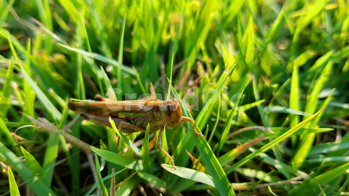 메뚜기,가을,잔디,초록색,벌레,곤충,풀벌레,보호색,자연,insect,bug,autumn,nature,green,자연사진,풍경사진,곤충사진,가을사진,동물,animal,곤충,벌레,insect,bug