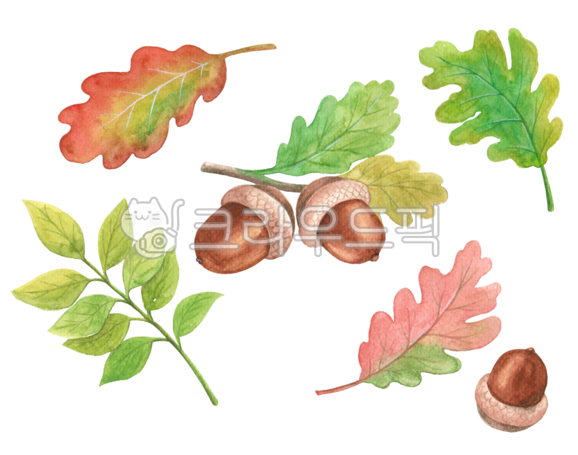 Nukki,seed,nut,vegetable,fall,leaves,drawing,season,grain,Remove litter,hand drawing,nature,texture,png,leaf,food,watercolor,plant,illustration,autumn,Watercolor