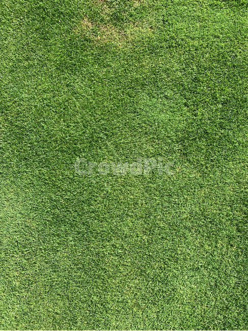 plant,식물,grass,rug,깔개,lawn,잔디,배경,백그라운드,잡초,풀,background,식물,자연,plants,nature