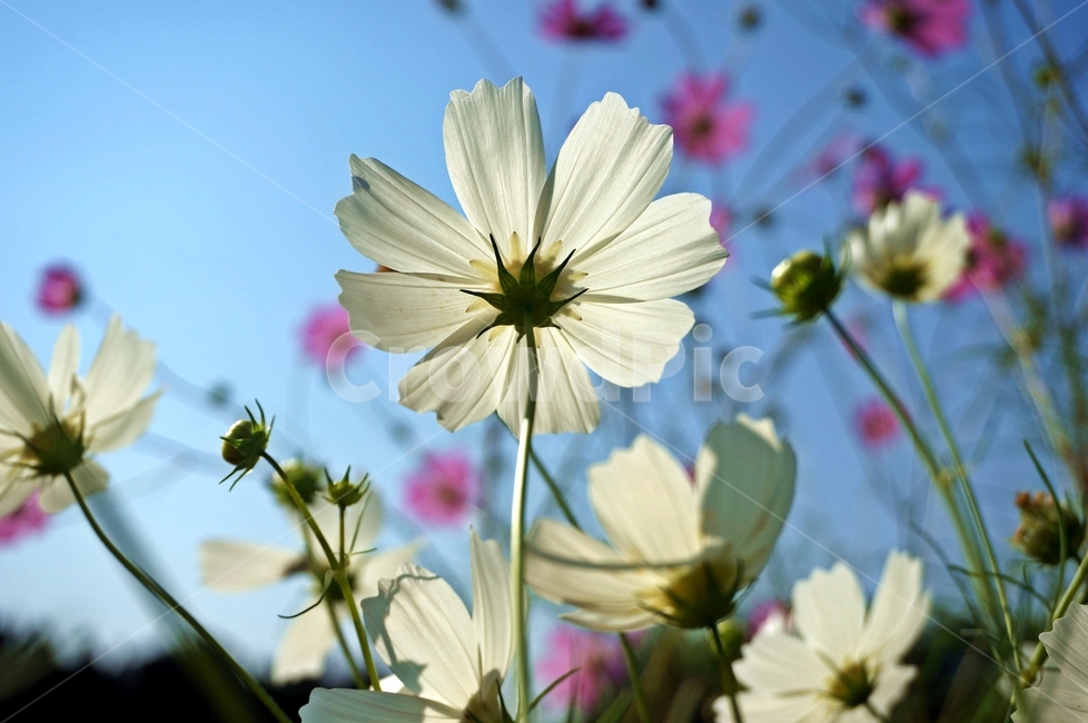 plant,식물,petal,flower,꽃잎,꽃,blossom,코스모스,가을,푸른하늘,햇살,따뜻한,따스한,하늘하늘,landscape,scenery,scene,view