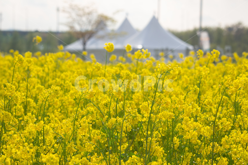 꽃,노란꽃,유채꽃,감성사진,풍경,봄,계절,spring,season,식물,자연,plants,nature,꽃,flower,field,들,grassland,목초지,outdoors,옥외,meadow,farm,농장,rural,농촌
