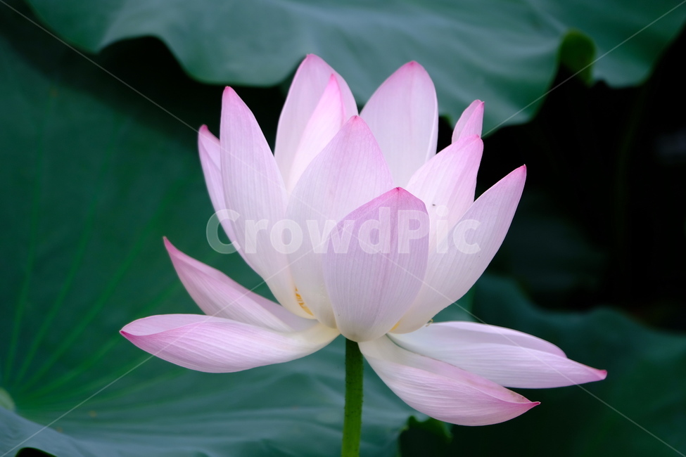 plant,식물,blossom,꽃,flower,연꽃