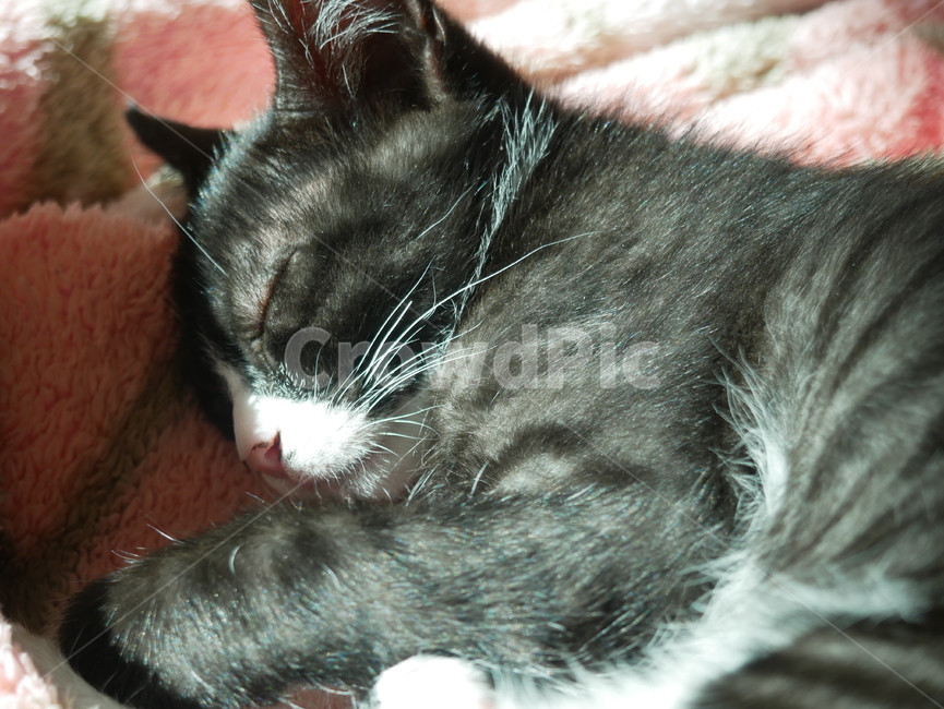 고양이,개냥이,아기고양이,아기냥이,귀여운,동물,동물,animal,포유류,mammal,고양이,cat,kitten,kitty