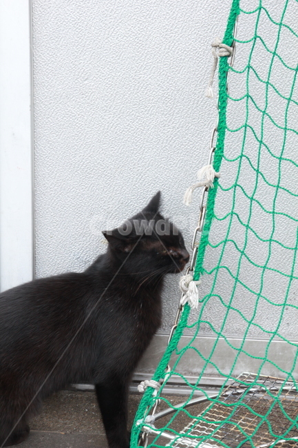 일본고양이,고양이,고양이섬,아이노시마,나른함,여유,동물,animal,포유류,mammal,고양이,cat,kitten,kitty