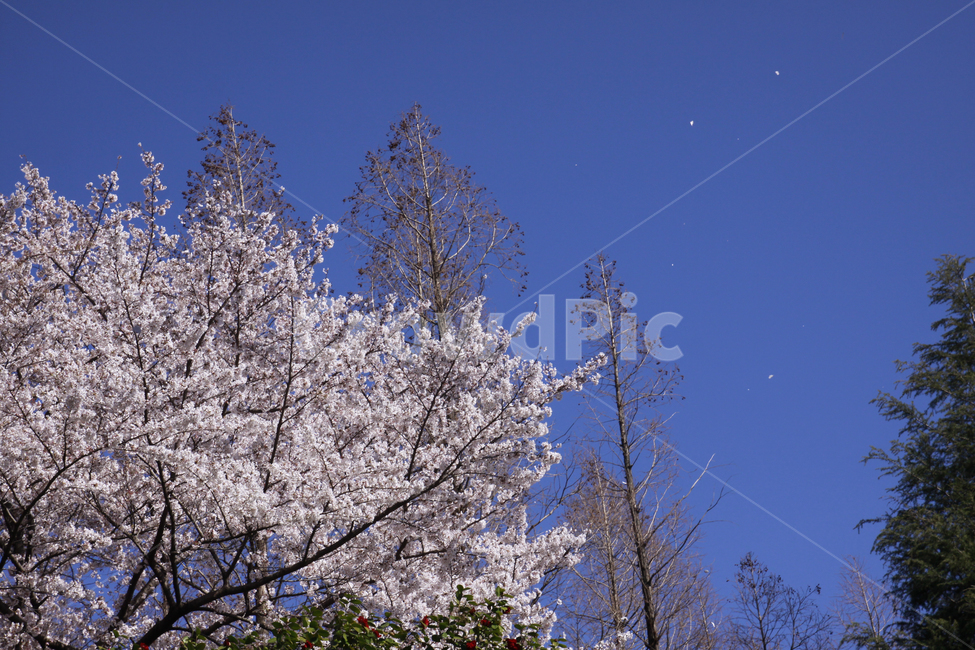 벚꽃,봄,하늘,바탕화면,풍경,배경화면,봄풍경,자연,계절,plants,nature,spring,season,flaower,봄,계절,spring,season,식물,자연,plants,nature,꽃,flower,plant