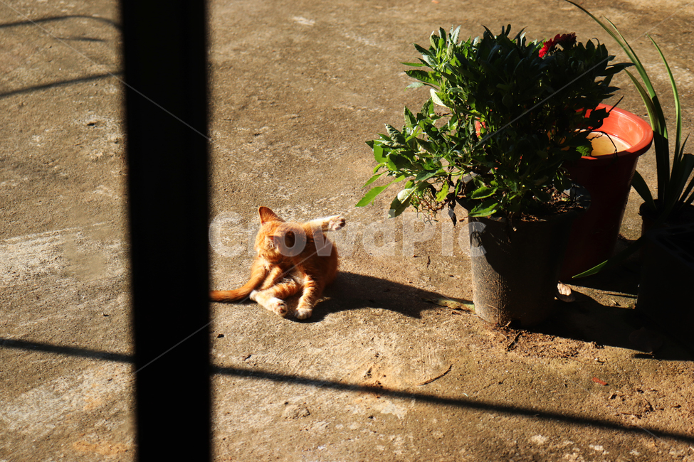고양이,cat,포유류,식물,plant,동물,animal,그림자,shadow,빛,light,동물,animal,포유류,mammal,고양이,cat,kitten,kitty