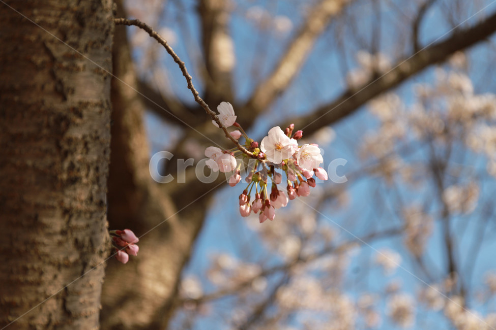 나무,벚꽃,꽃,자연,식물,plant,봄,spring,flower,nature,tree,blossom,cherryblossom