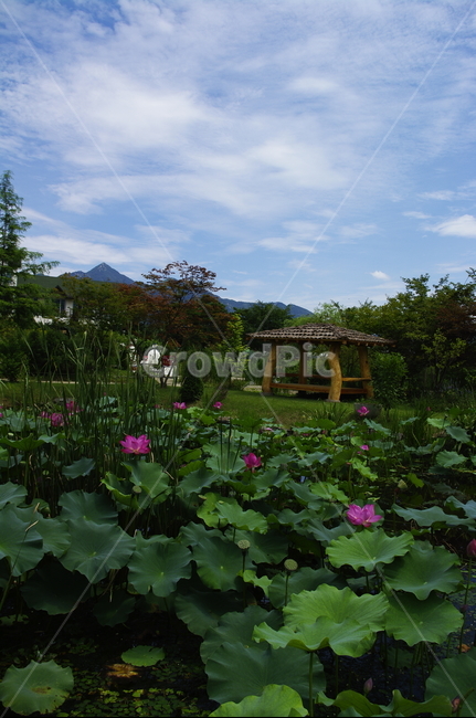 연꽃,수생식물,연못,꽃,flower,식물,plant,자연,nature,하늘,구름
