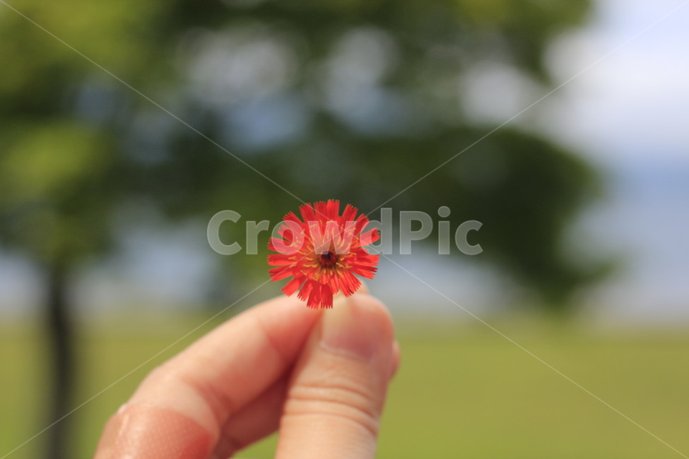 꽃,자연,식물,plant,flower