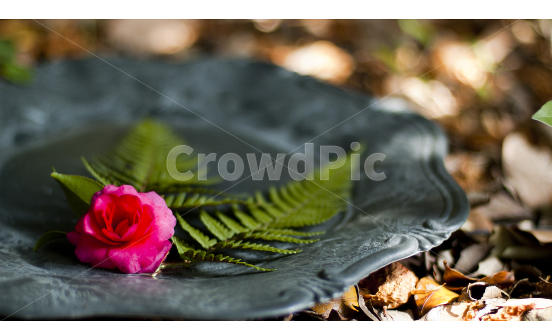plant,장미,flower,식물,blossom,rose,꽃,꽃,flower
