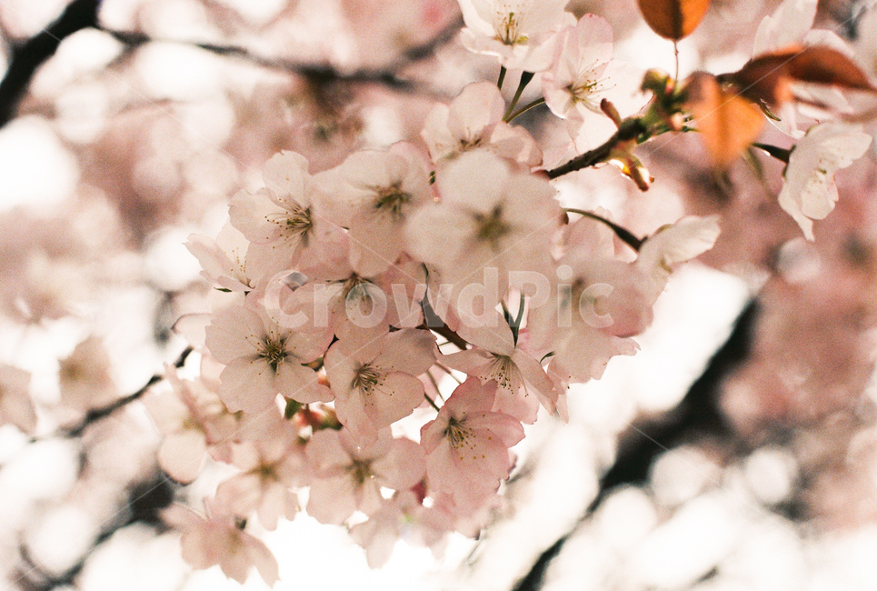 봄,벚꽃,꽃,flower,필름,감성,감성사진,film,analog,아날로그,봄,계절,spring,season,식물,자연,plants,nature,꽃,flower,감성,sensible,feeling,plant,blossom