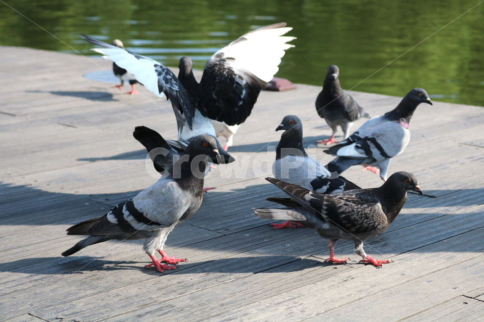 비둘기,새,조류,공원,자연,동물,동물,animal,조류,새,birds