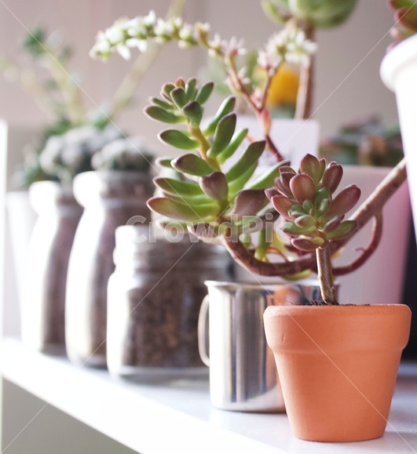 다육이,식물,봄,초록,힐링,미니멀,화분,실내용화초,화분,화초,house plant