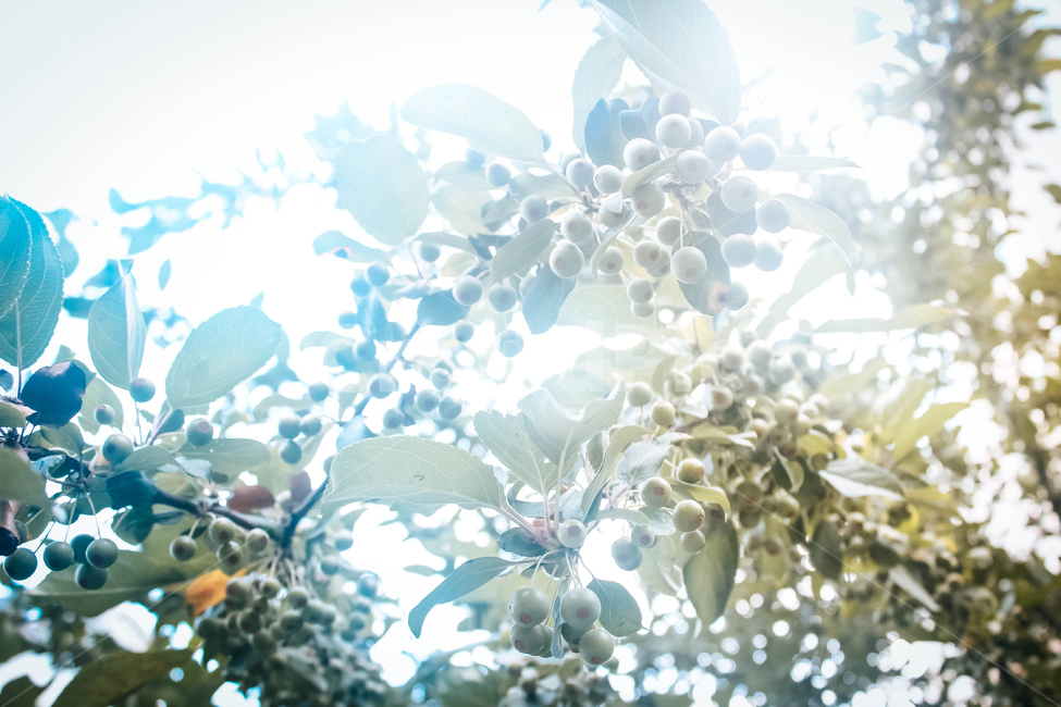 나무,열매,tree,식물,fruit