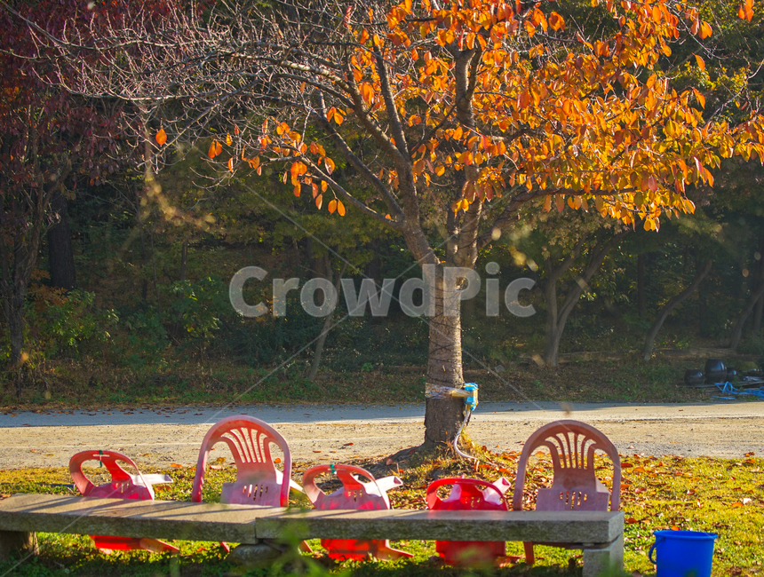 의자,나무,단풍,가을,계절,야외,탁자,가을,계절,fall,autumn,season,식물,자연,plants,nature,나무,trees,wood