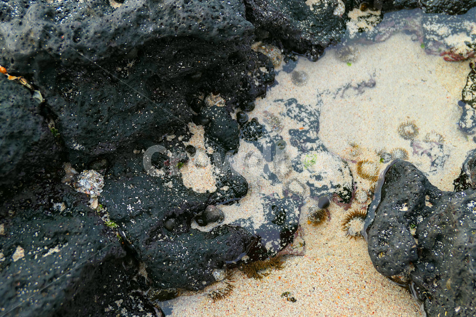 제주도,제주,바다,모래,자연,자연,풍경,nature,landscape,rock,록