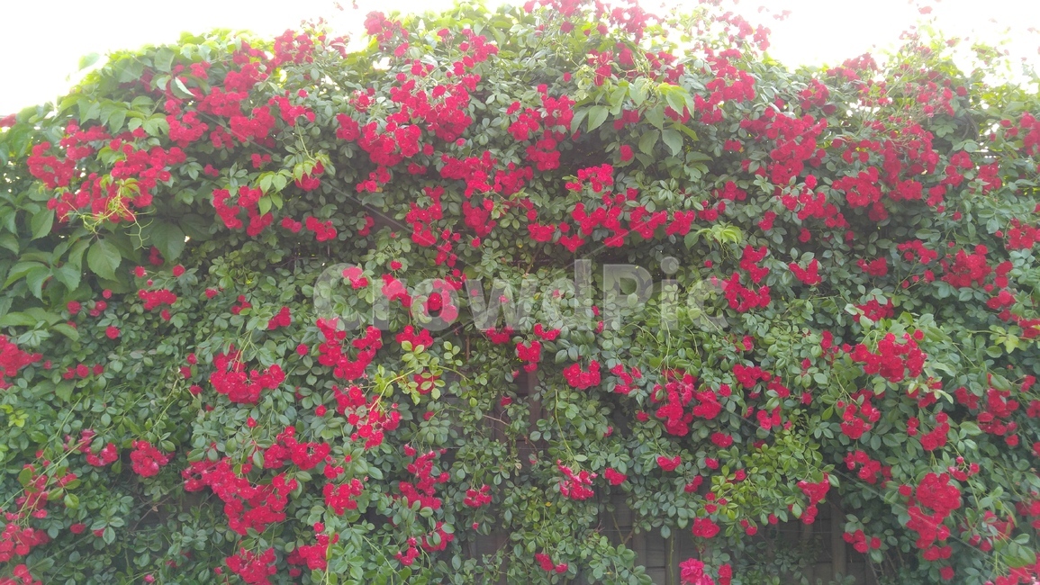 장미,붉은장미,꽃,붉은색,녹색,장미축제,식물,배경,감성,계절,사랑,rose,redroses,flower,red,green,rosefestival,flants,background,emotional,season,love