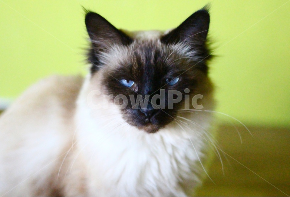 고양이,냥이,동물,도도함,샴,샴고양이,동물,animal,포유류,mammal,고양이,cat,kitten,kitty