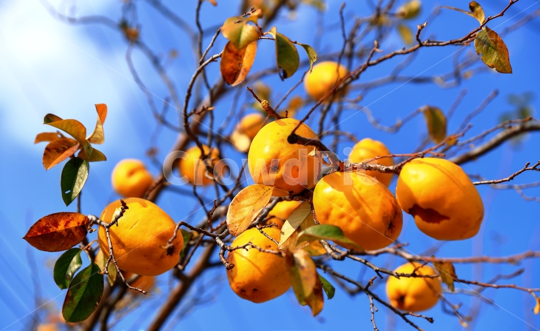 가을,하늘,나무,모과,추수,낙엽,식물,자연,plants,nature,나무,trees,wood,과일,열매,fruit
