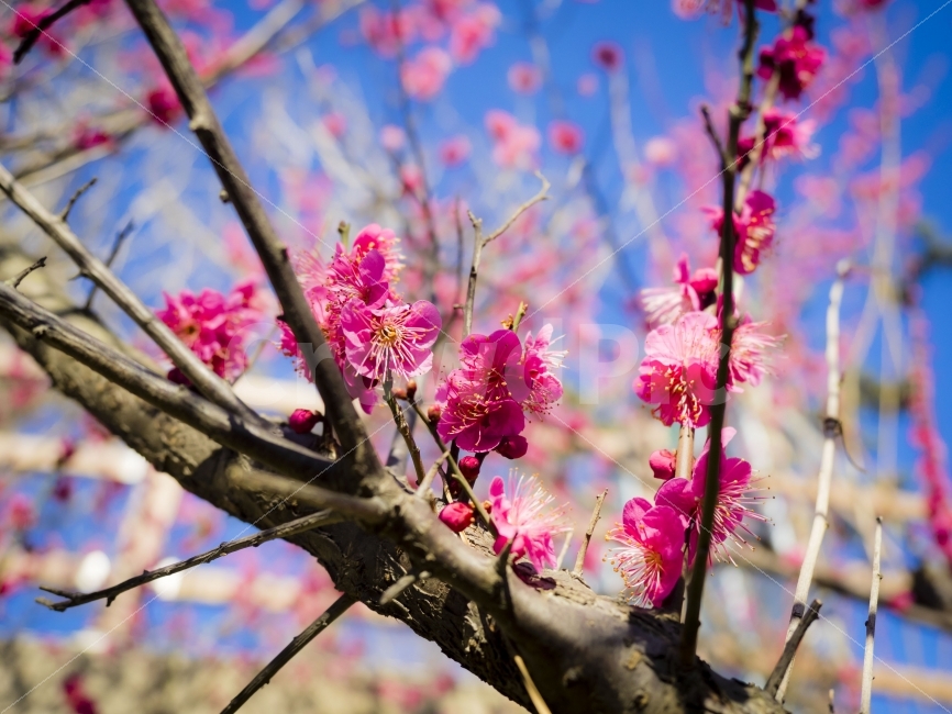 매화,홍매화,꽃,봄꽃,봄,감성,apricotblossom,flower,spring,blossom,식물,자연,plants,nature,봄,계절,spring,season,꽃,flower,plant