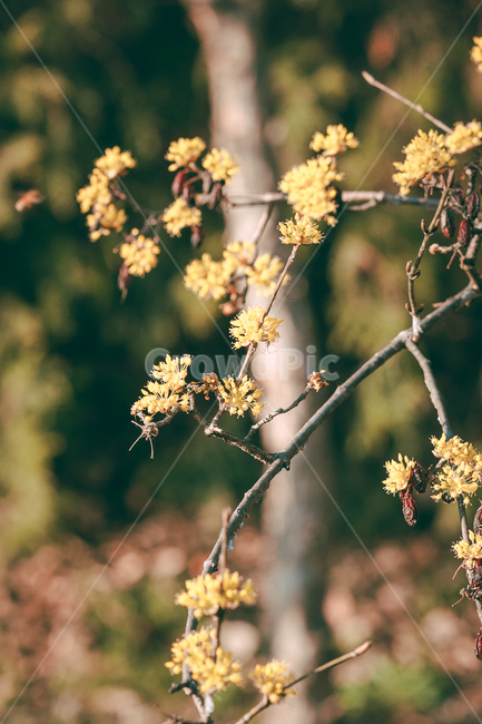 plant,식물,꽃,나무,산수유,봄,식물,자연,plants,nature,꽃,flower