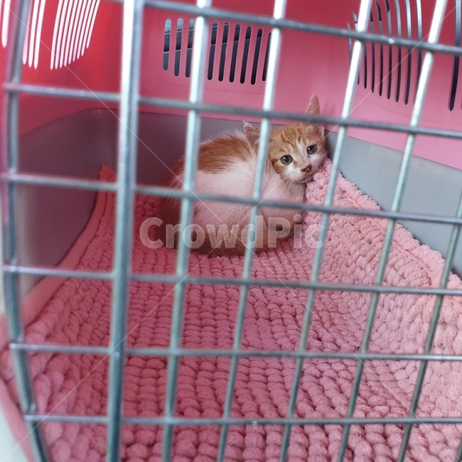 고양이,고양이입양,고양이분양,새끼고양이,아기고양이,장애묘,길냥이,고양이케이지,동물,animal,포유류,mammal,고양이,cat,kitten,kitty