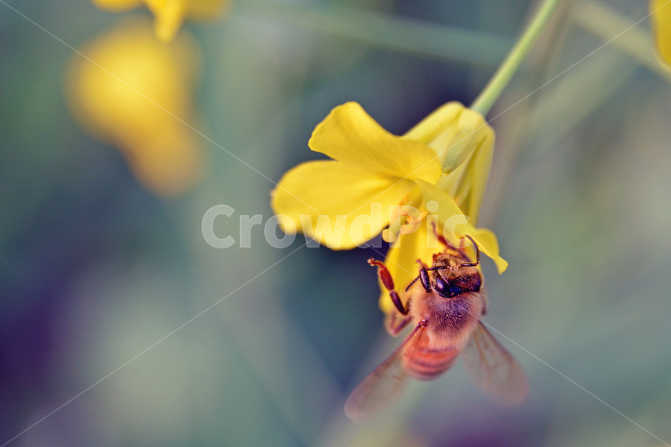벌,bee,honeybee,꿀벌,유채꽃,꽃,flower,곤충,동물,animal,곤충,벌레,insect,bug
