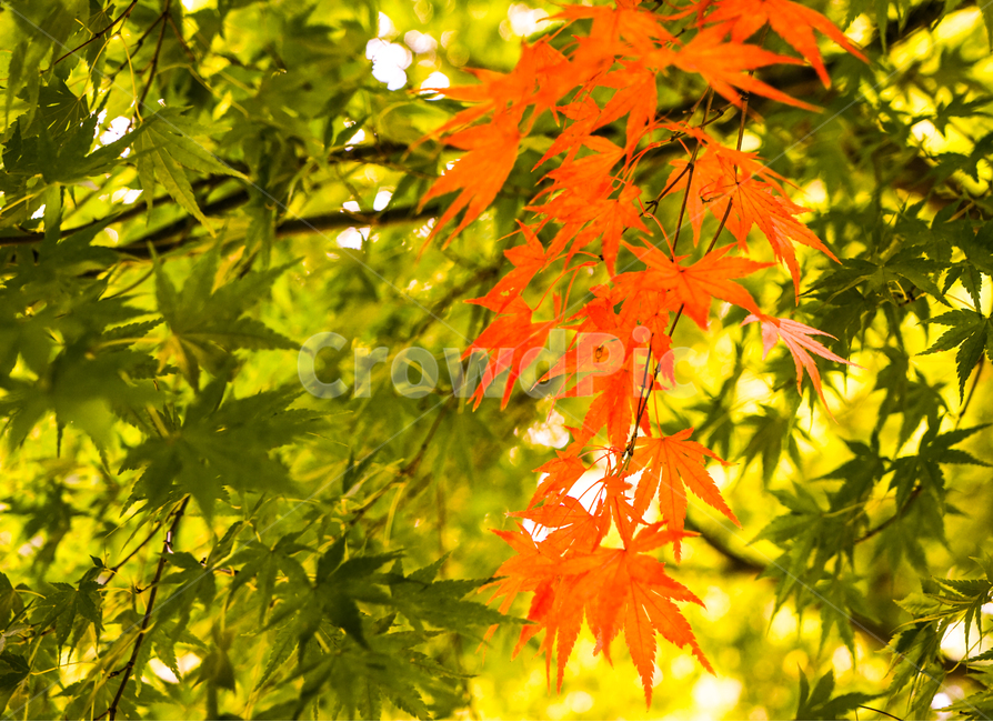 단풍,가을,자연,잎,잎파리,잎새,나무,가을,계절,fall,autumn,season,식물,자연,plants,nature,leaf,plant,tree