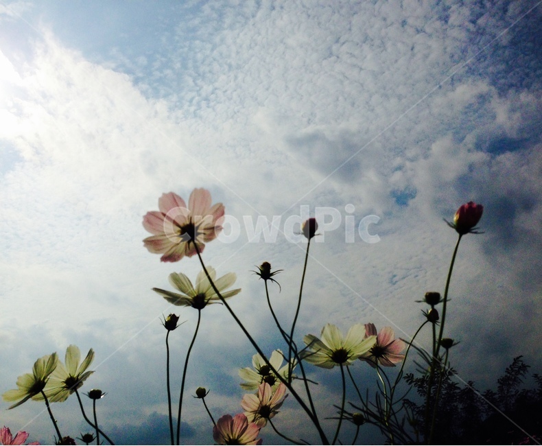하동코스모스,코스모스,가을하늘,하늘,sky,flower