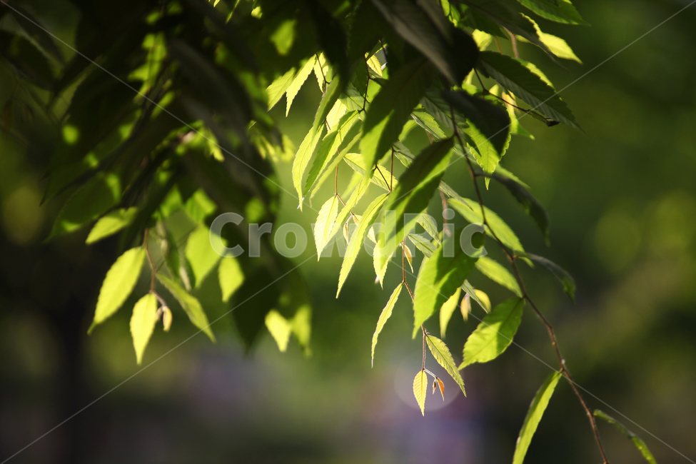 나뭇잎,잎,식물,나무,빛,초록,leaf,plant,green,자연,nature