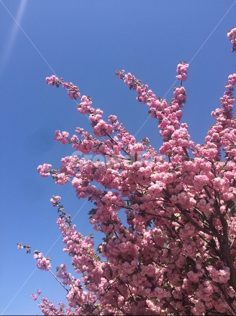 핑크,꽃,파란하늘,청량,계절,봄,계절,spring,season,식물,자연,plants,nature,꽃,flower,plant,blossom,cherry blossom,벚꽃
