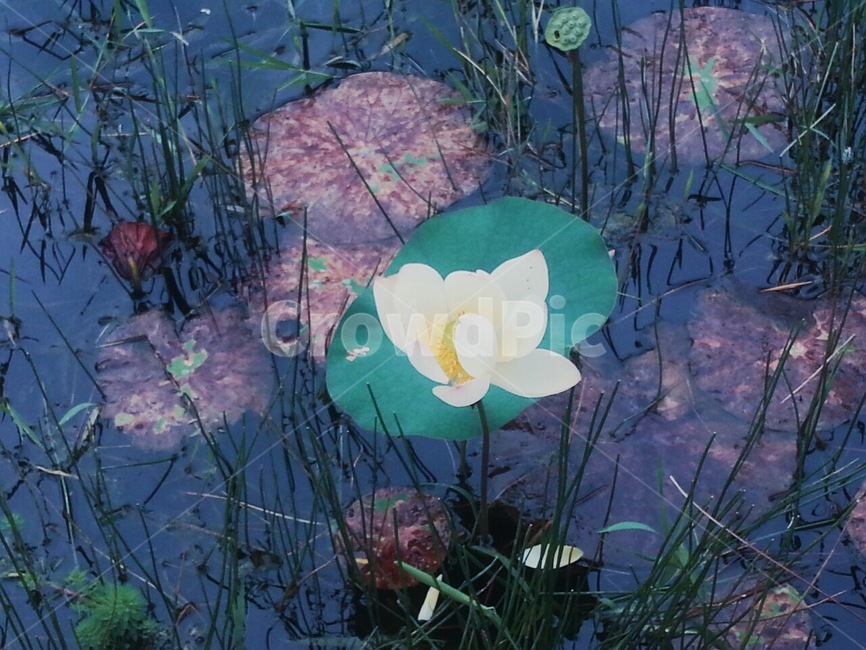 연꽃,꽃,감성,꽃봉오리,물가,flower,blossom,그림,불교,돌,식물