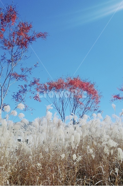 가을녘,가을풍경,갈대,가을햇살,오색풍경