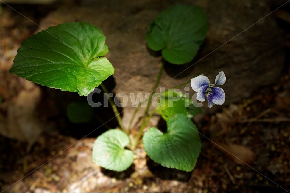 종지나물,제비꽃,미국제비꽃,봄꽃,보라색,식물,bloom,flower,spring,nature,season,흰색