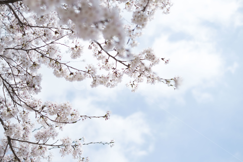하늘,벚꽃,파랑,구름,꽃,sky,봄,봄,계절,spring,season,자연,풍경,nature,landscape,plant,식물,blossom,flower