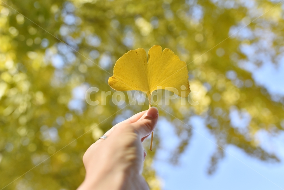 automne,ginkgo,가을,은행나무,은행잎,yellow,노랑,가을,계절,fall,autumn,season,식물,자연,plants,nature,plant,leaf,잎