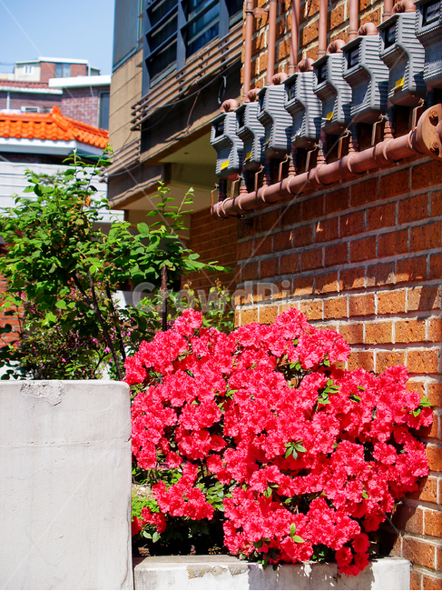 골목,꽃,빨간꽃,봄날,저녁,햇살,골목길,봄,식물,flower,street,narrowpath,red,redflower,evening,spring