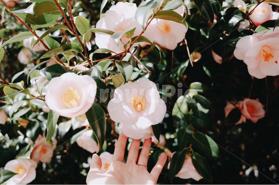 꽃,봄,flower,손,spring,감성사진,봄,계절,spring,season,식물,자연,plants,nature,꽃,flower,감성,sensible,feeling,plant