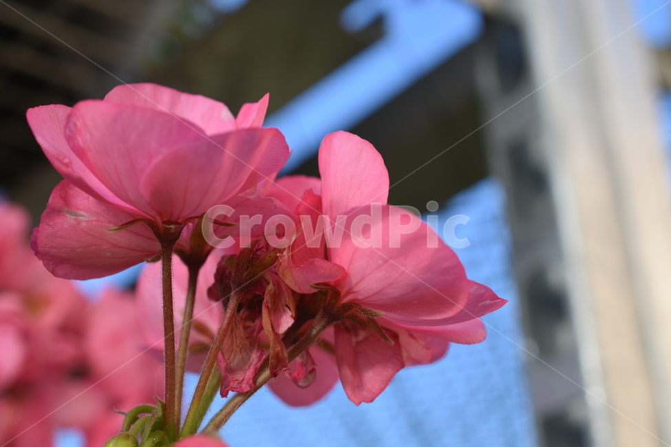 식물,꽃,배경,자연,핑크,식물,자연,plants,nature,꽃,flower